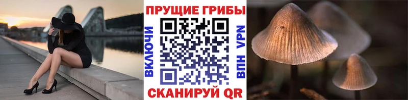Псилоцибиновые грибы Cubensis MEGA ССЫЛКА Давлеканово цена